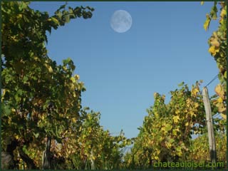 Vigne et biodynamie