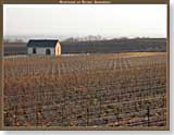 Vignes d'Ambonnay