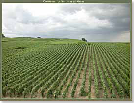 Vignes à Rilly-la-Montagne dans la Montagne de Reims