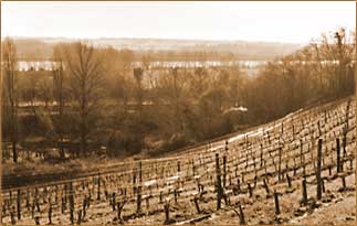 Les vignes Les vignes