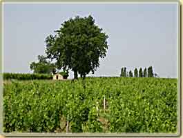 Vignes de Blaye