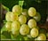 Raisin bio