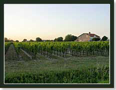 Vignes de saint-émilion