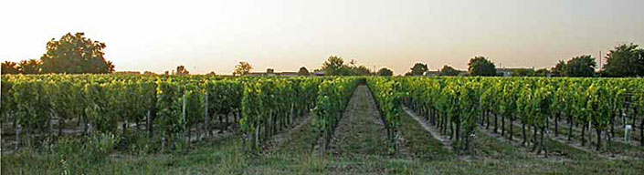 Vignes en appellation saint-émilion