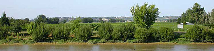 Vignes en appellation Bordeaux