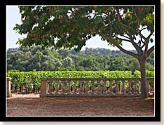 Vignes du Château Haut-Marbuzet