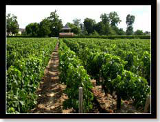 Vignoble du Château Haut-Marbuzet