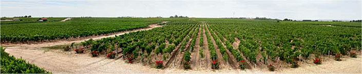 Les vignes du Château Haut-Marbuzet