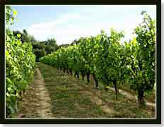 Les vignes enherbées du Château Planquette