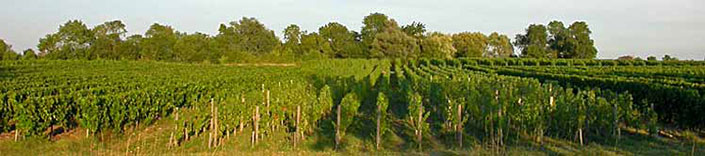 Vignes Château Planquette