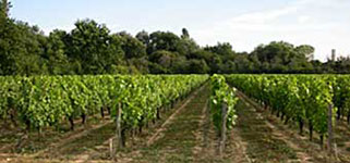 Vignes du Château Planquette