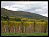 Vignes près de Scherwiller