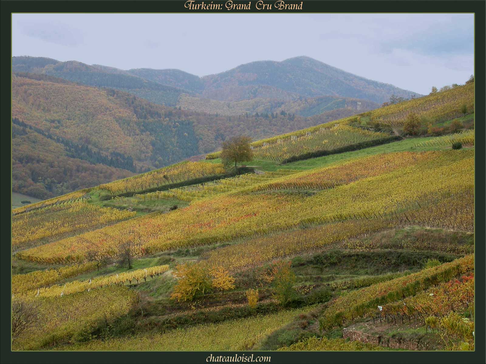 Photos de vignes d'Alsace