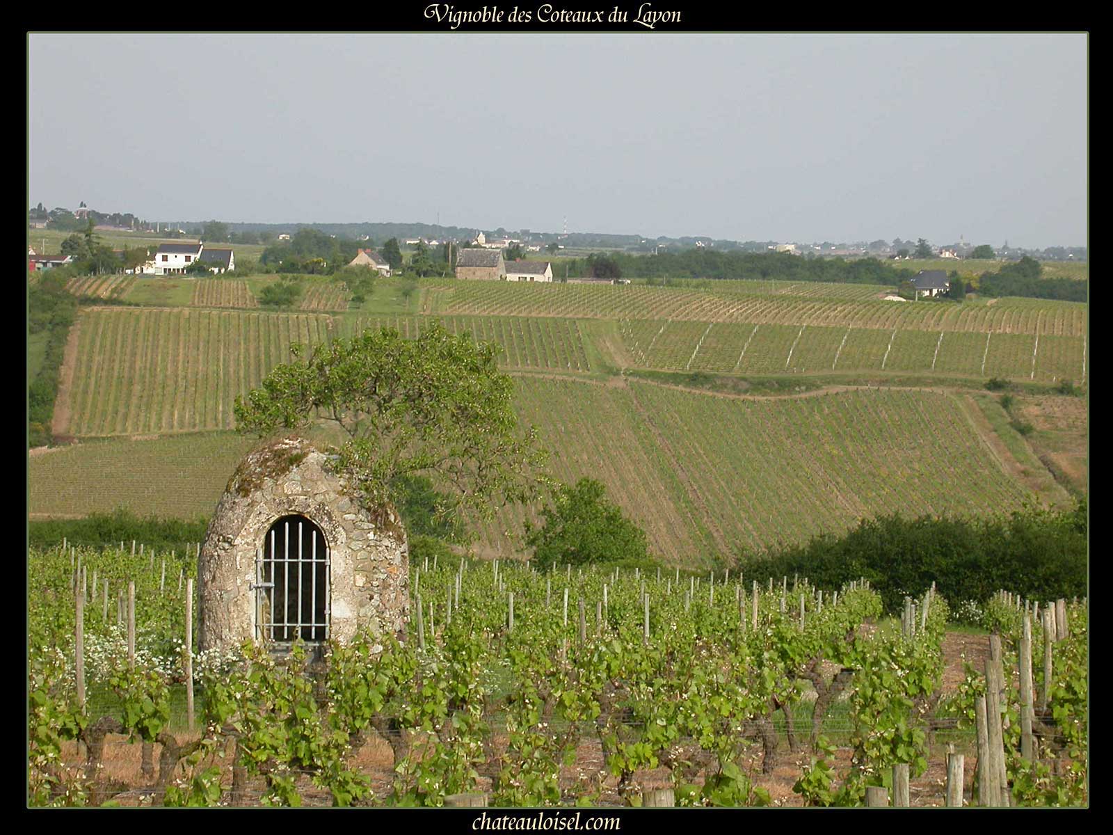 Photos des coteaux du Layon