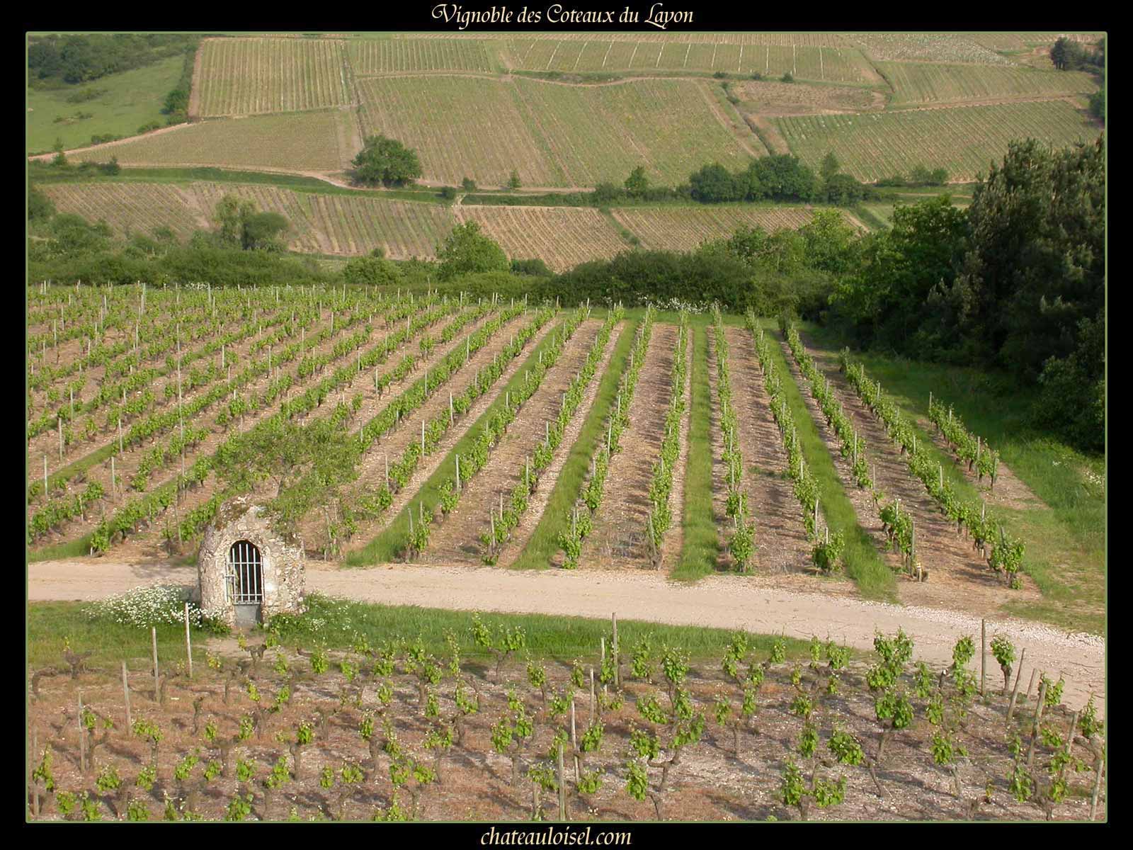 Photos des coteaux du Layon