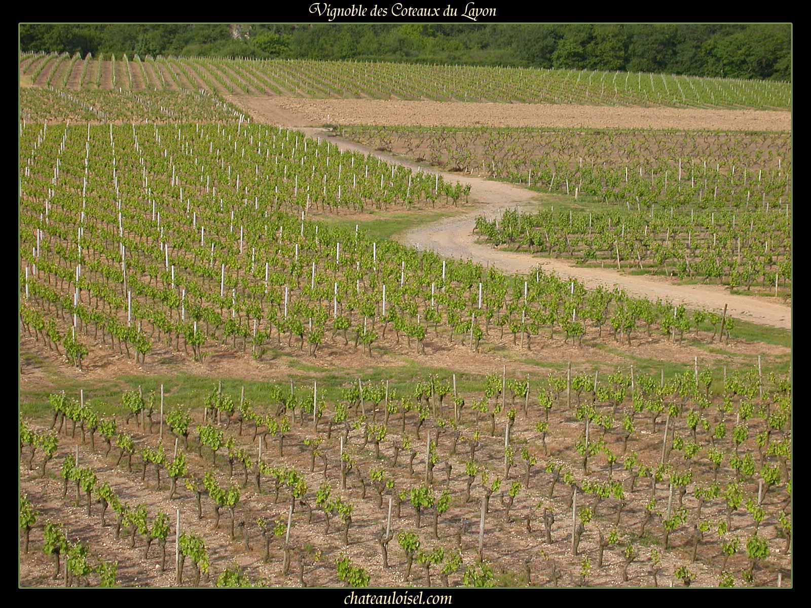 Photos des coteaux du Layon