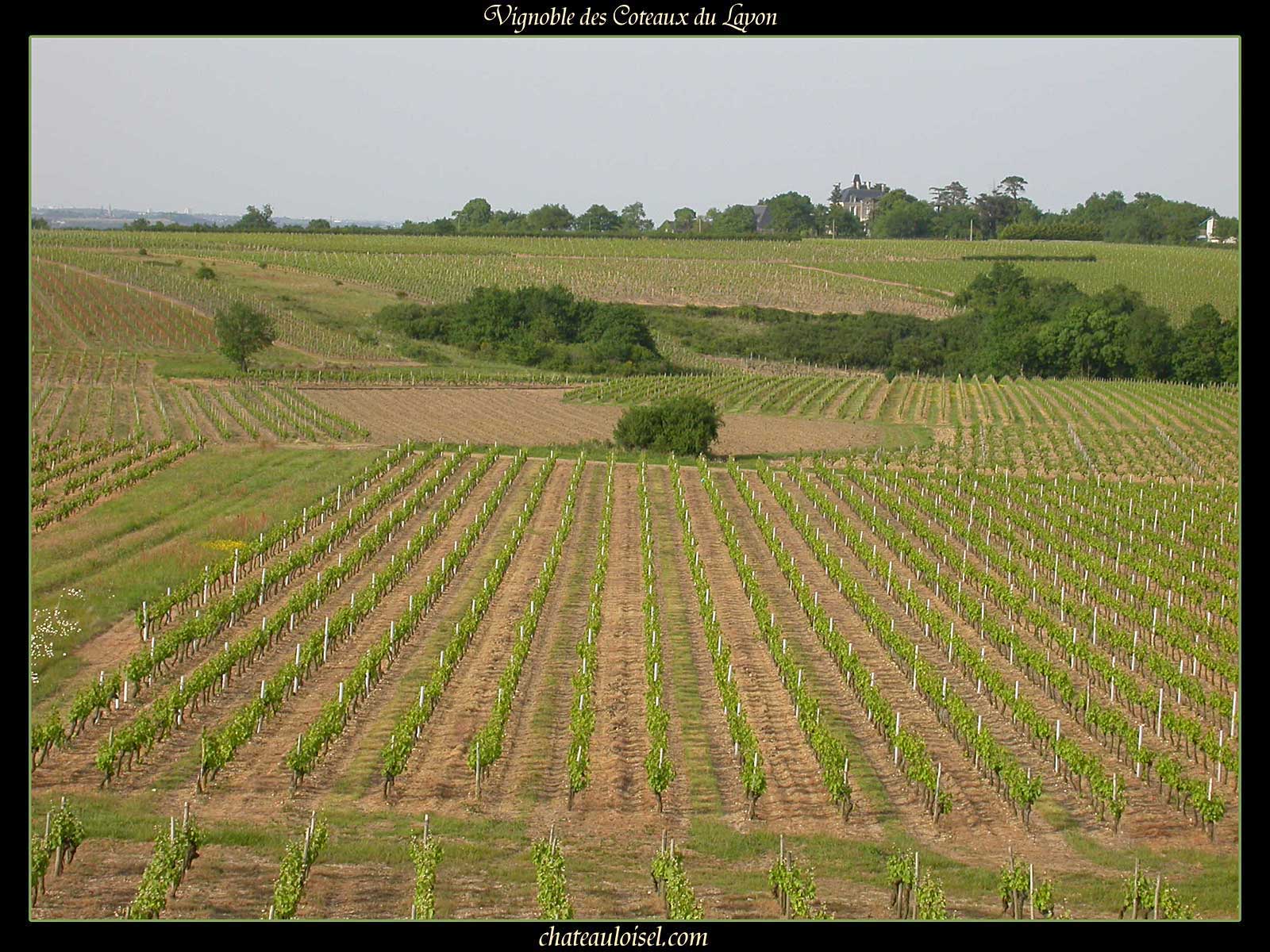 Photos des coteaux du Layon