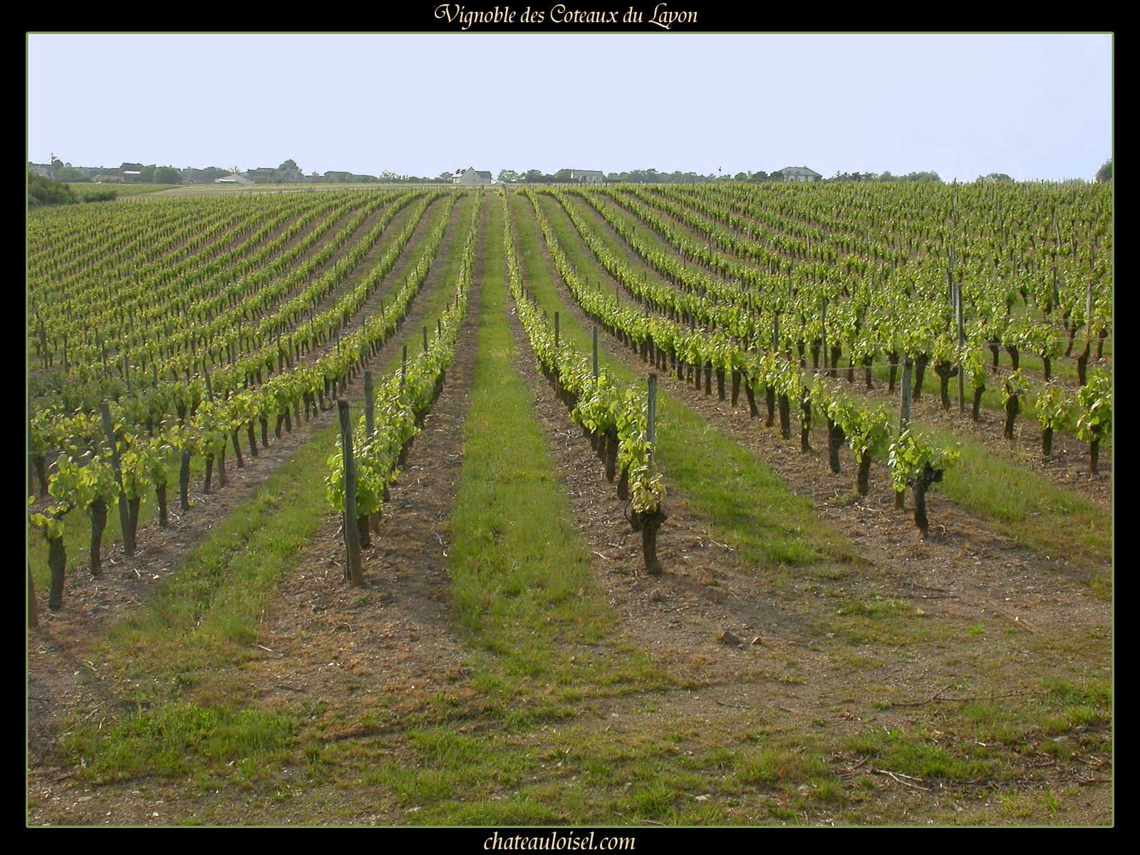 Photos des coteaux du Layon