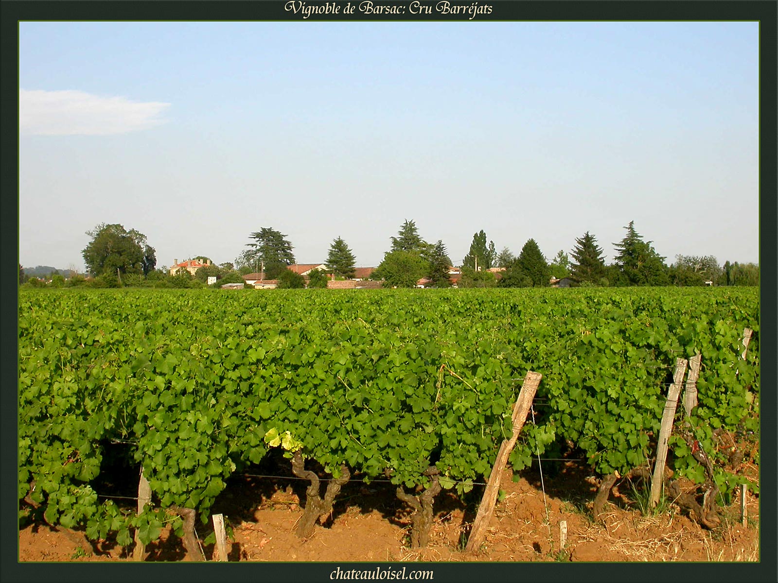 Vignes de Barsac