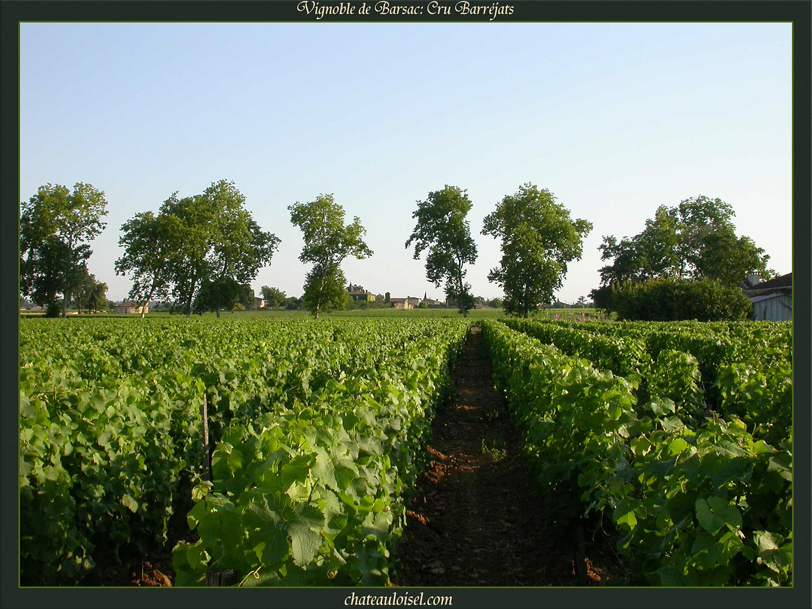 Vignes de Barsac