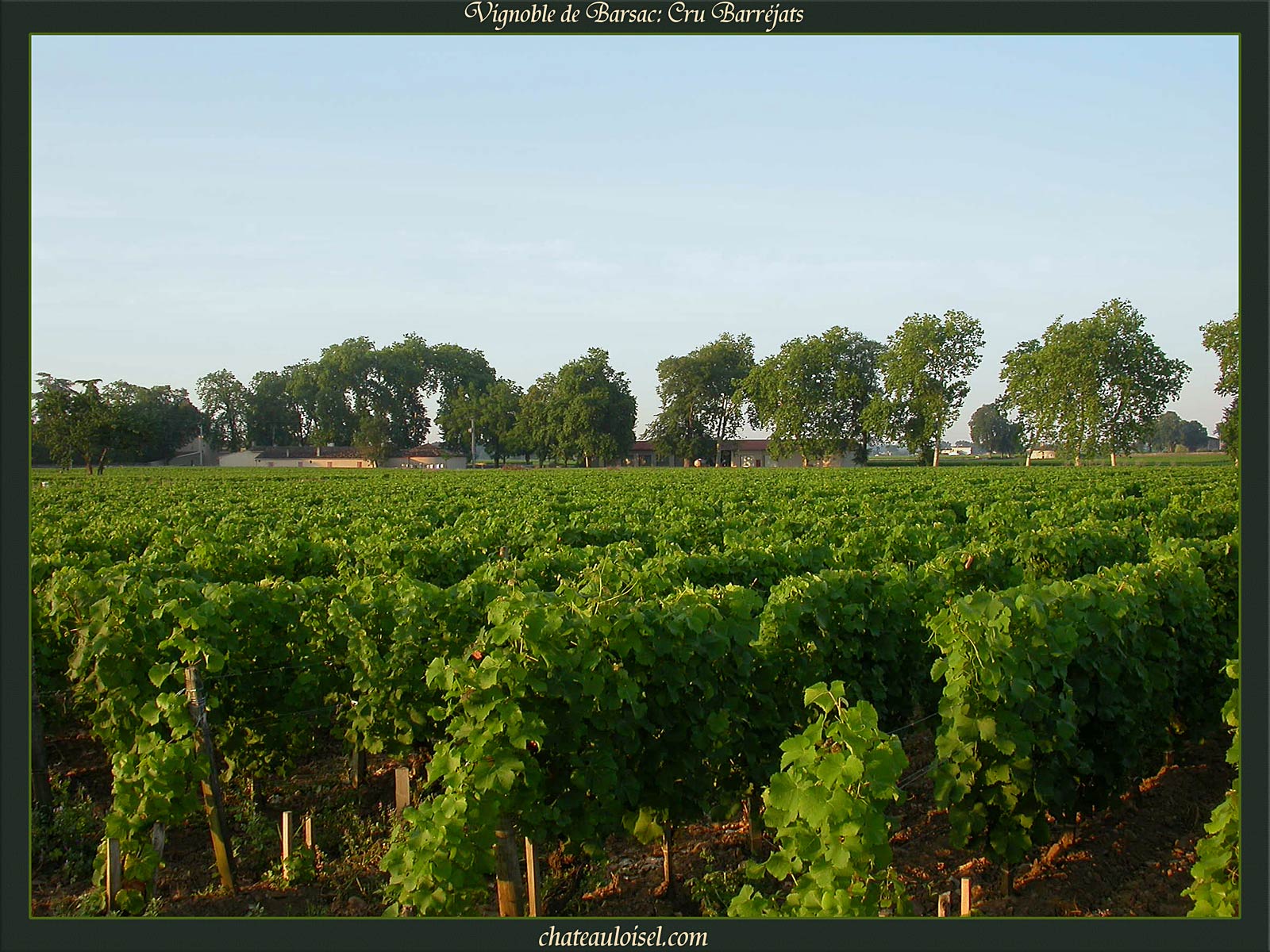 Vignes de Barsac