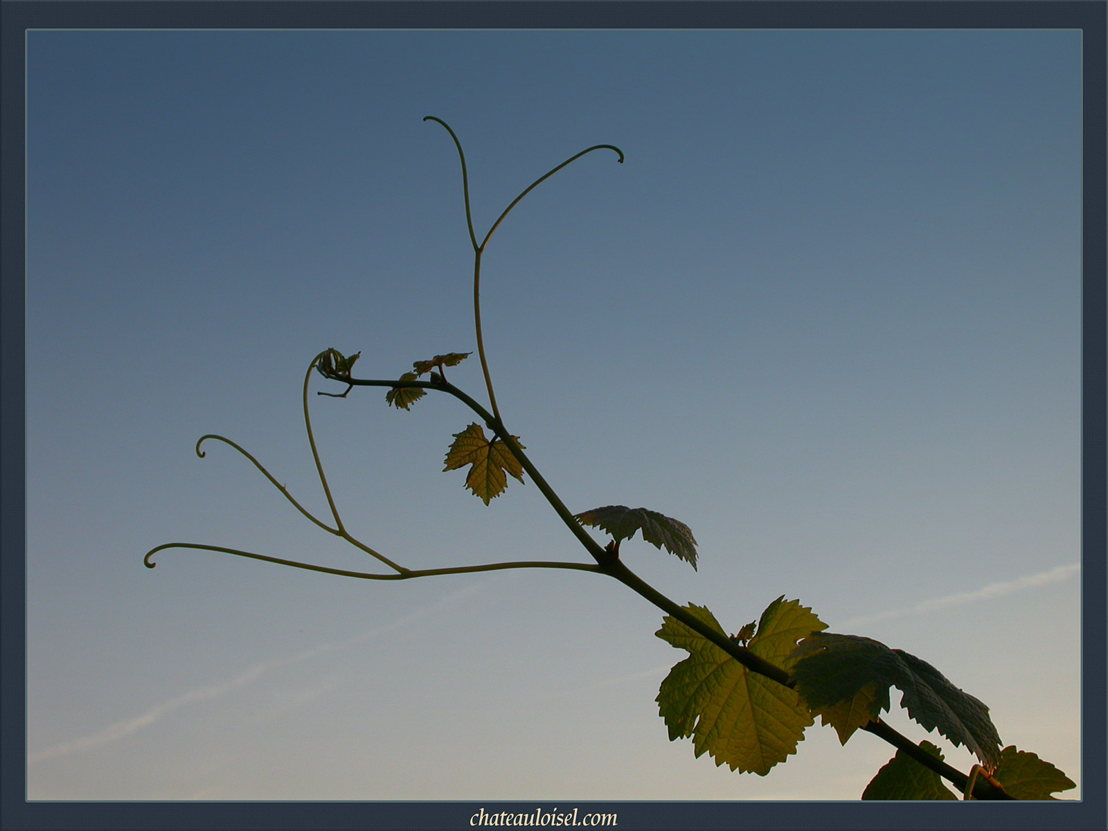 Vrilles vers le ciel