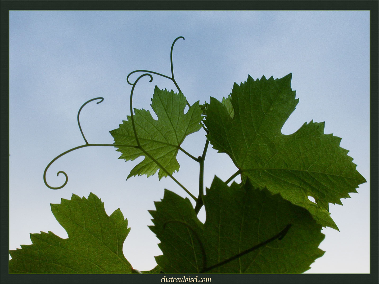 Vrilles vers le ciel