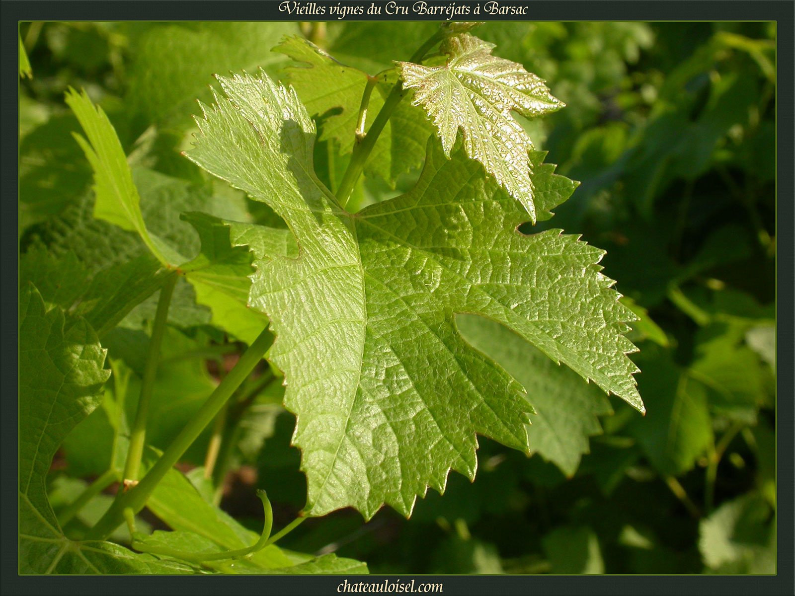 Vieilles Vignes du Cru Barréjats à Barsac