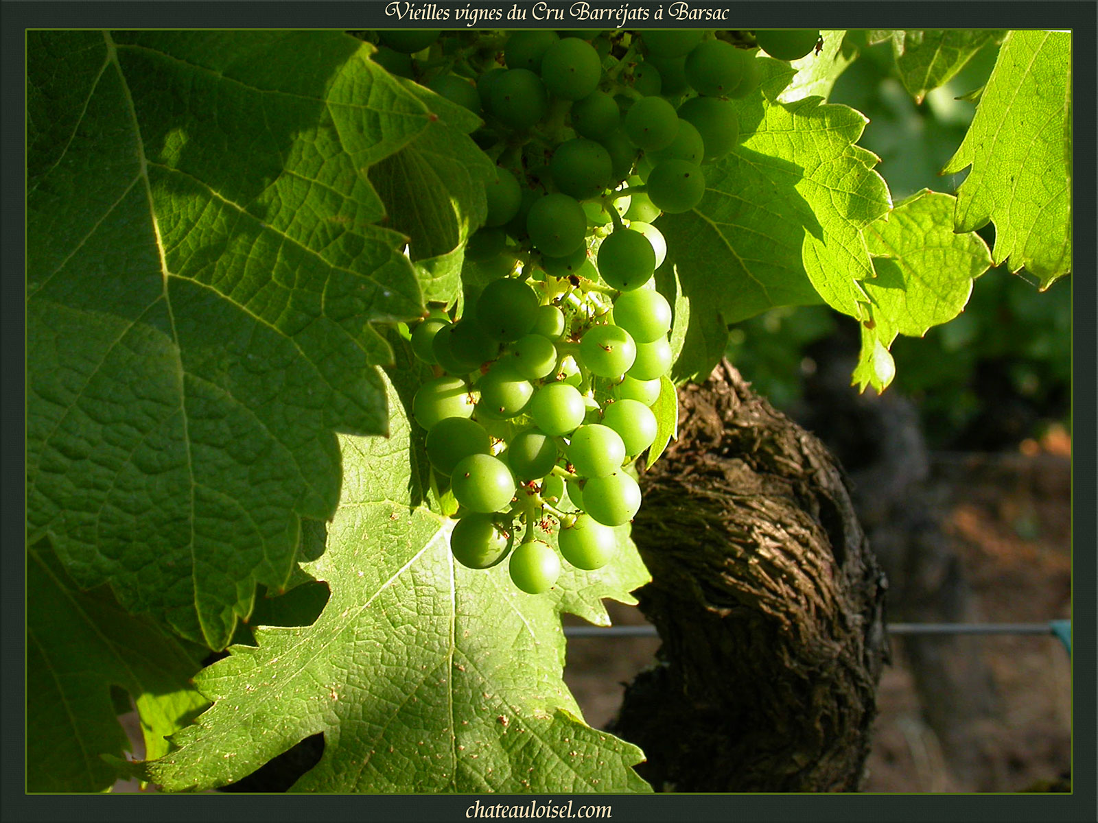 Vieilles Vignes du Cru Barréjats à Barsac