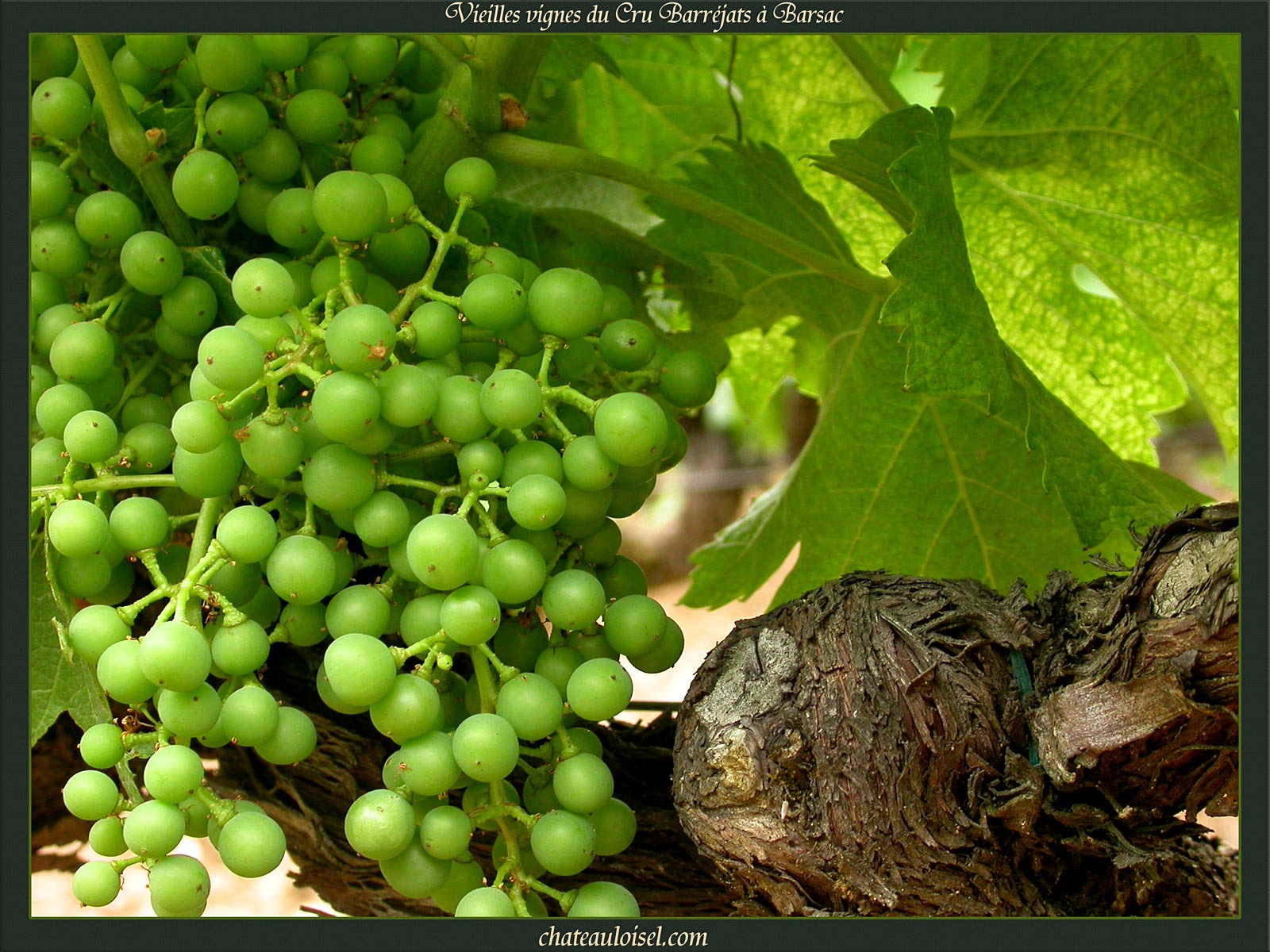 Vieilles Vignes du Cru Barréjats à Barsac