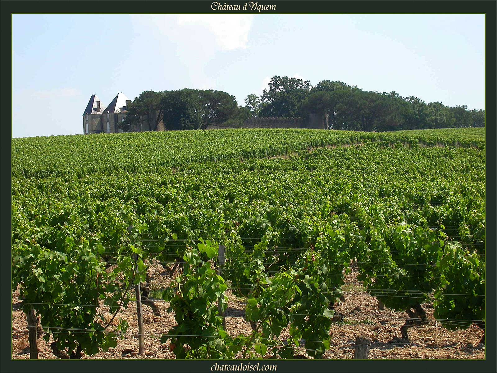 Château d'Yquem