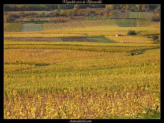 Photos de vignes d'Alsace