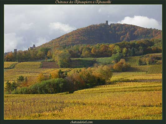 Photos de vignes d'Alsace