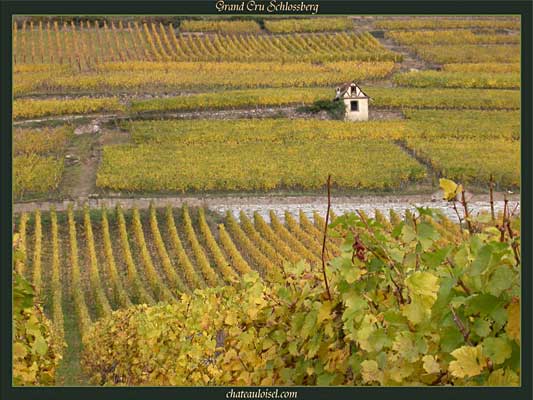 Photos de vignes d'Alsace