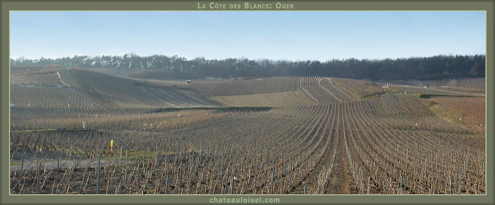 Champagne: La Côte des Blancs