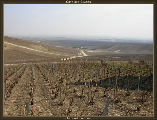 Champagne: La Côte des Blancs