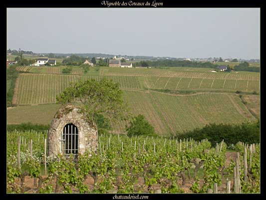 Photos des coteaux du Layon