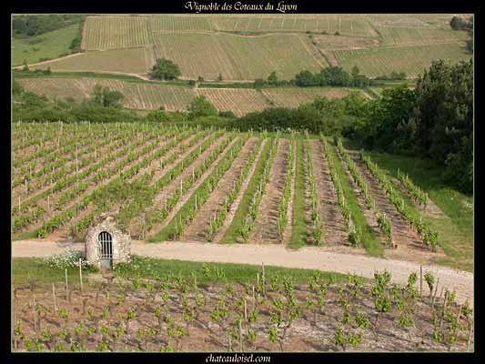 Photos des coteaux du Layon