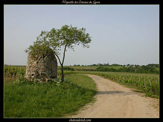 Photos des coteaux du Layon