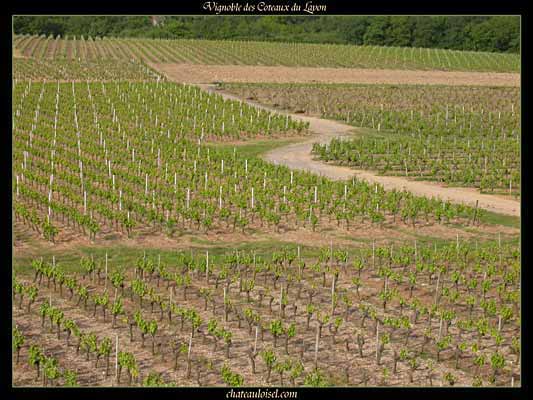 Photos des coteaux du Layon