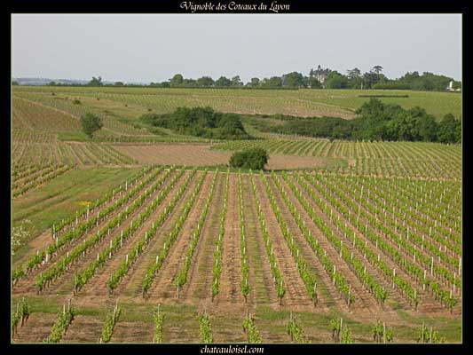 Photos des coteaux du Layon