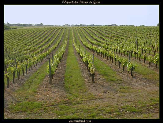 Photos des coteaux du Layon