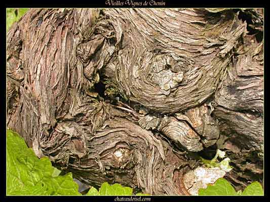 Vieilles vignes de chenin