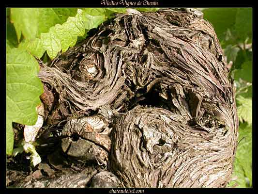 Vieilles vignes de chenin