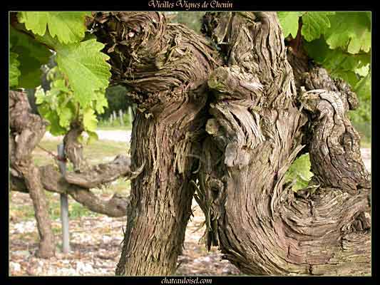 Vieilles vignes de chenin