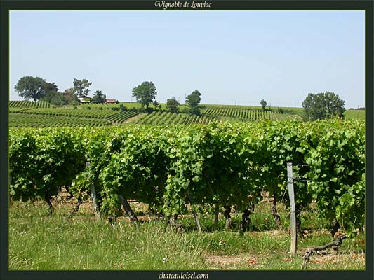 Loupiac et Sainte-Croix-du-Mont