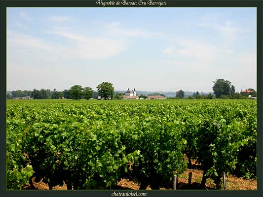 Vignes de Barsac