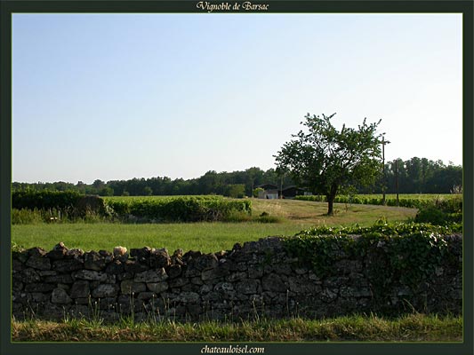 Vignes de Barsac