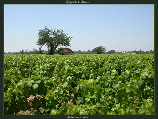 Vignes de Barsac