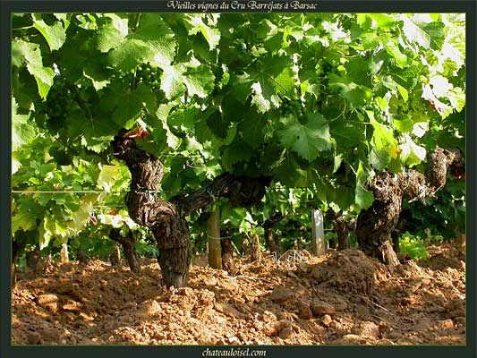 Vieilles Vignes du Cru Barréjats à Barsac